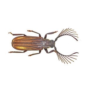 PRIONINAE LASIOGASTER COSTIPENNIS